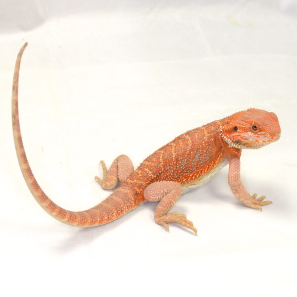 m&auml;nnliche Farb-Bartagame, eigene Nachzucht, Schlupf Juli 2026, 85 g, 32 cm, Pogona vitticeps