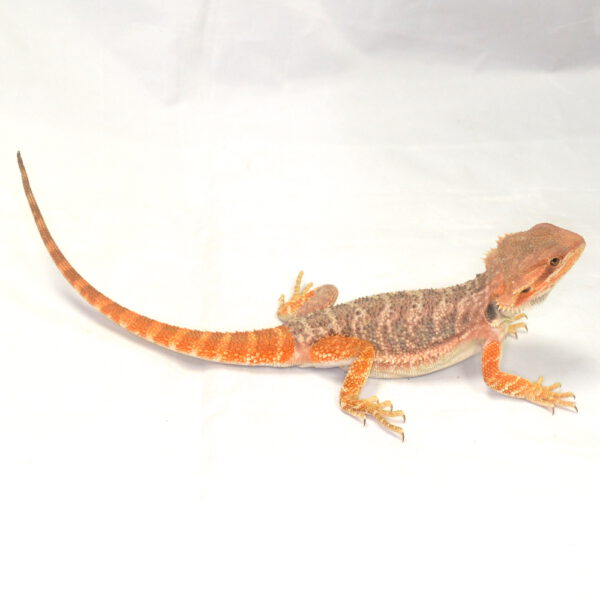 männliche Farb-Bartagame, eigene Nachzucht, Schlupf Juli 2026, 80 g, 30 cm, Pogona vitticeps