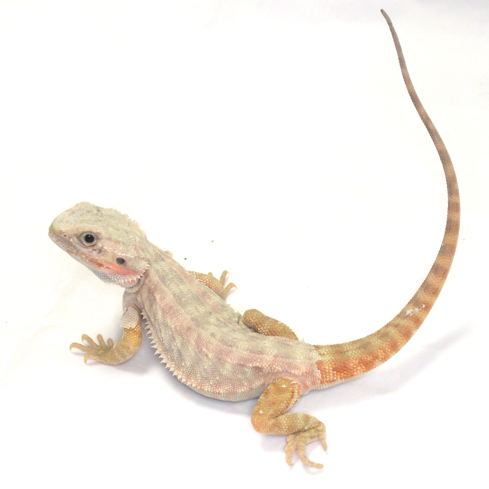 männliche Farb-Bartagame, eigene Nachzucht, Schlupf Juli 2026, 74 g, 30 cm, Pogona vitticeps