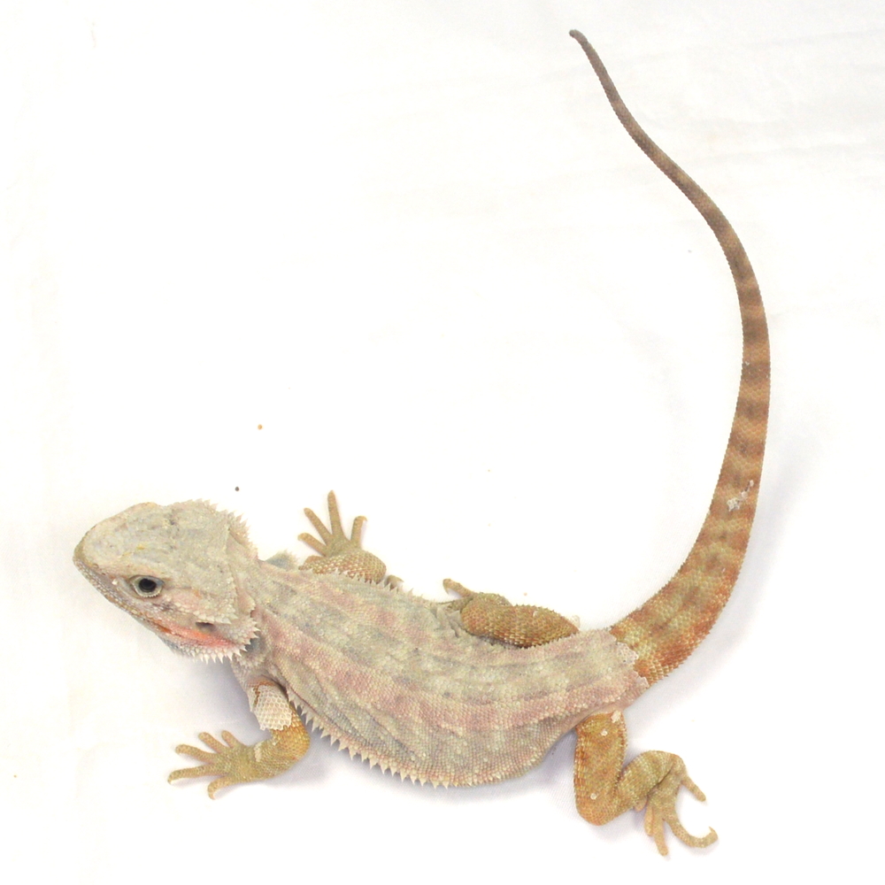 männliche Farb-Bartagame, eigene Nachzucht, Schlupf Juli 2026, 74 g, 30 cm, Pogona vitticeps – Bild 3