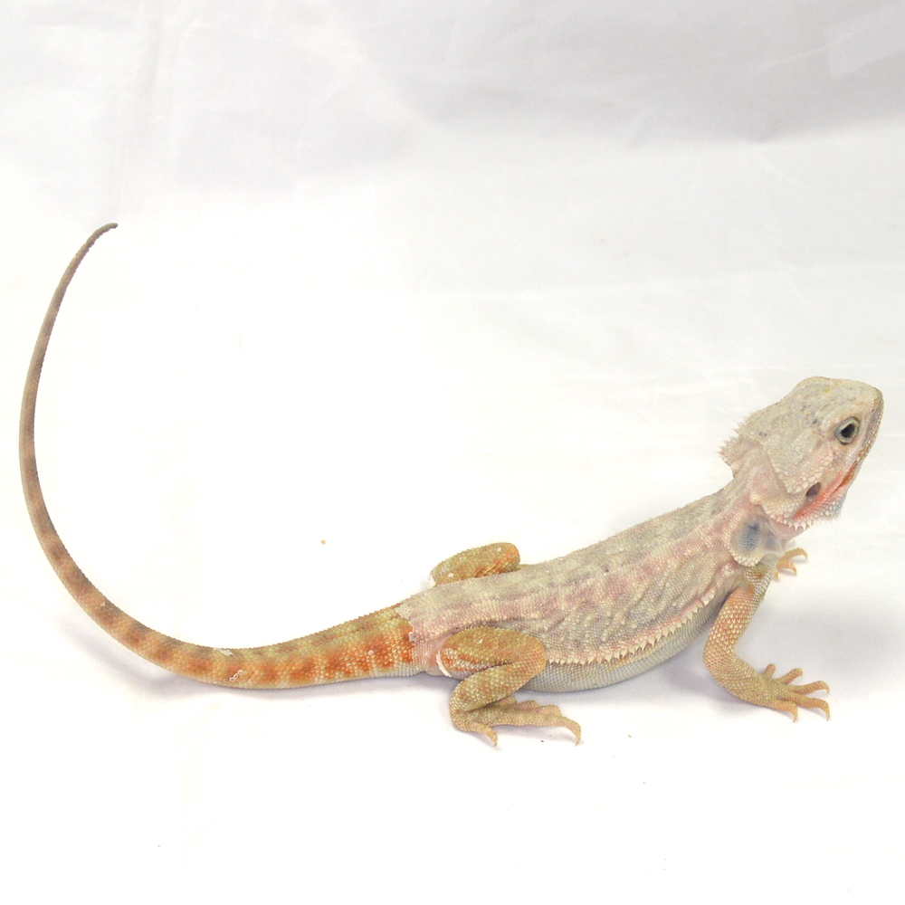 männliche Farb-Bartagame, eigene Nachzucht, Schlupf Juli 2026, 74 g, 30 cm, Pogona vitticeps – Bild 2