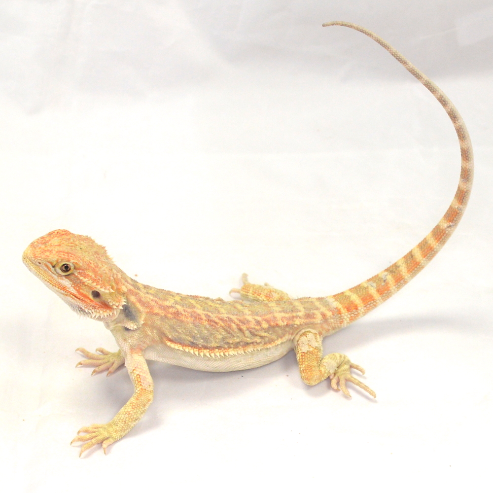 männliche Farb-Bartagame, eigene Nachzucht, Schlupf Juli 2026, 80 g, 34 cm, Pogona vitticeps