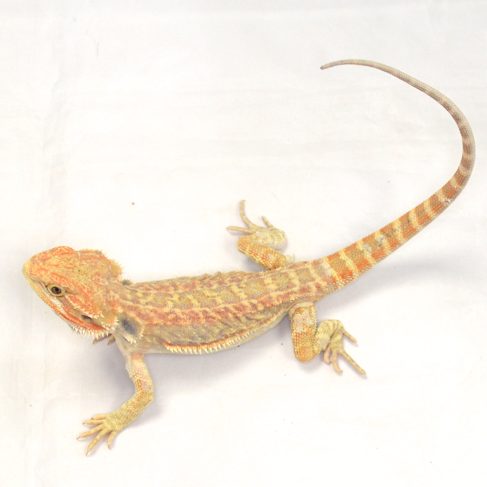 männliche Farb-Bartagame, eigene Nachzucht, Schlupf Juli 2026, 80 g, 34 cm, Pogona vitticeps – Bild 3