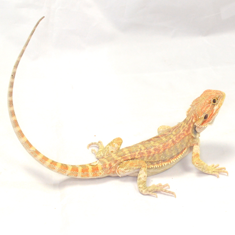 männliche Farb-Bartagame, eigene Nachzucht, Schlupf Juli 2026, 80 g, 34 cm, Pogona vitticeps – Bild 2