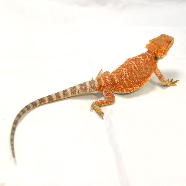 weibliche Farb-Bartagame, eigene Nachzucht, Schlupf Juli 2026, 89 g, 34 cm, Pogona vitticeps