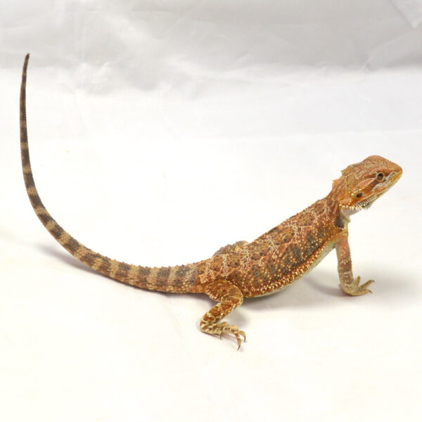 weibliche Farb-Bartagame, eigene Nachzucht, Schlupf Juli 2026, 74 g, 32 cm, Pogona vitticeps