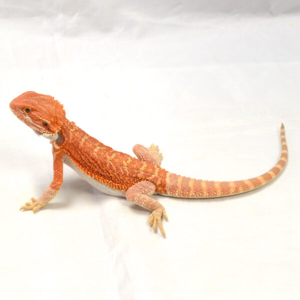 m&auml;nnliche Farb-Bartagame, eigene Nachzucht, Schlupf Juli 2026, 77 g, 29 cm, Pogona vitticeps