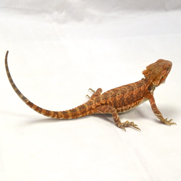 weibliche Farb-Bartagame, eigene Nachzucht, Schlupf Juli 2026, 79 g, 30 cm, Pogona vitticeps