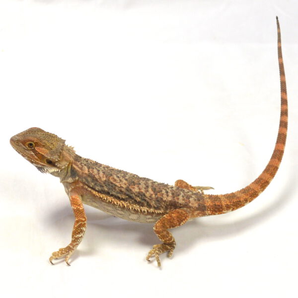 weibliche Farb-Bartagame, eigene Nachzucht, Schlupf August 2026, 56 g, 29 cm, Pogona vitticeps