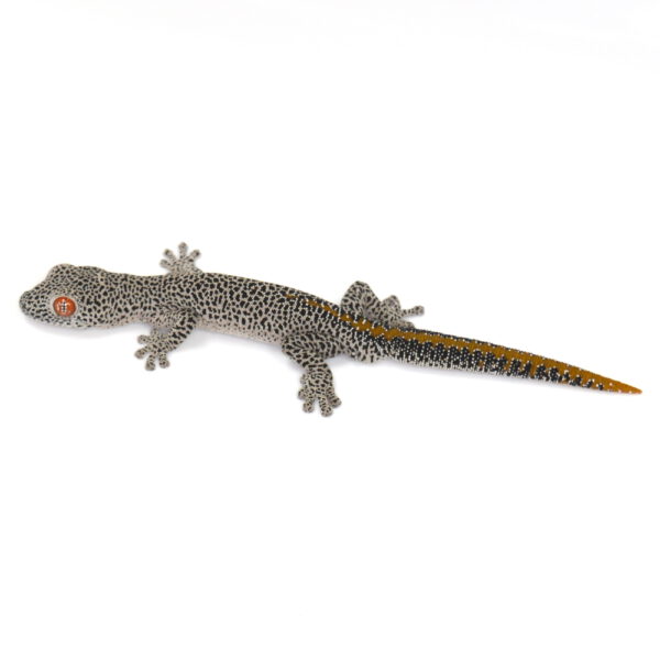 m&auml;nnlicher Goldschwanzgecko, eigene Nachzucht, Schlupf August 2025, Strophurus taenicauda